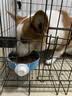 睿福祥土狗狗粮幼犬成犬通用型10斤装中华田园犬幼犬成犬通用型营养鲜粮 【幼犬专用】2.5斤装/锁鲜营养装 0lb 实拍图