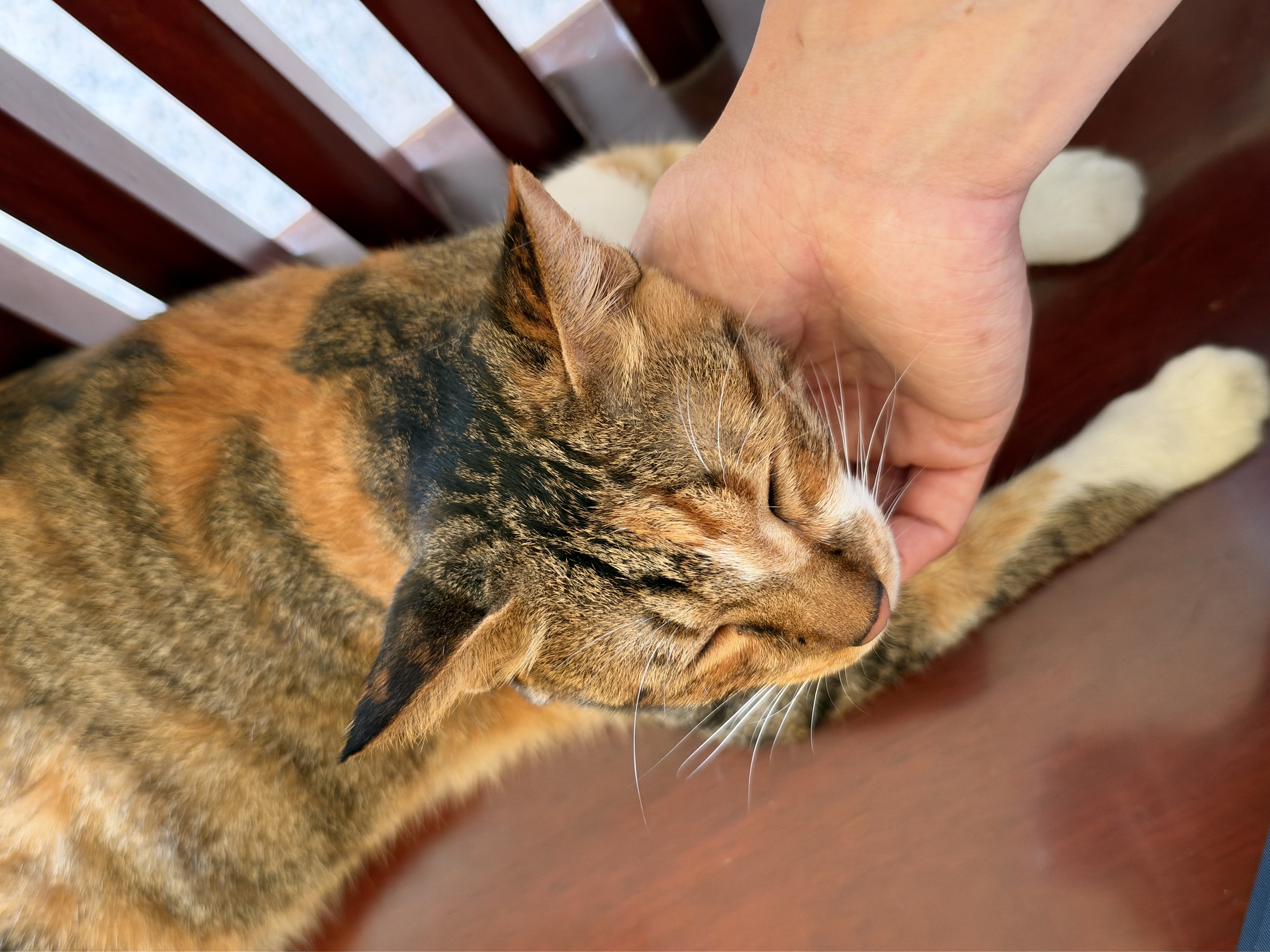 财咪宠物伤口快速愈合猫咪狗外伤溃烂流脓绝育术后趾间炎防腐生肌散 实拍图