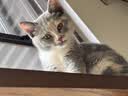 诚实一口P40全价猫粮成猫幼猫室内外80%鲜肉高蛋白长肉美毛鸡鱼味1.5kg 实拍图