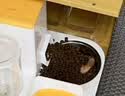 疯狂的主人猫咪自动喂食器饮水机一体猫碗猫食盆狗吃饭喝水猫粮机 实拍图