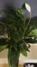 年宵花【热销款】白掌一帆风顺盆栽水培植物绿植过年装饰摆件年货 特级白掌带花+繁星自吸盆 实拍图
