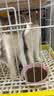 网易严选全价猫粮成幼猫主粮三文鱼亮毛深海鱼虾味1.8kg 【宠物金选】 实拍图
