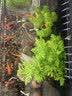 宠翰小型鱼上浮饲料孔雀鱼凤尾鱼红绿灯斗鱼观赏鱼热带鱼鱼粮190g 实拍图