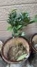 御卉阁茶花盆栽带花苞四季开花室内阳台好养浓香型山茶花树苗花卉绿植 五色赤丹(强力推荐) 4年苗【当年开花】 实拍图