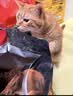 Orijen渴望猫粮 成猫幼猫粮 全价通用无谷原味鸡肉进口5.4kg效期27/1 实拍图