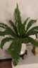 史丹利绿植营养肥料盆栽植物通用型室内有机家庭绿叶观叶型复合肥500g 实拍图