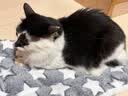 HELLOJOY狗垫子狗窝冬季保暖猫垫子宠物冬加厚猫窝睡觉用毛毯猫咪狗狗睡垫 实拍图