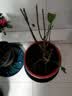 红梅盆景老桩盆栽原生梅花植物盆栽室内绿植耐寒浓香型乌梅不含盆 红梅5年盆景（今年冬天开花） 实拍图