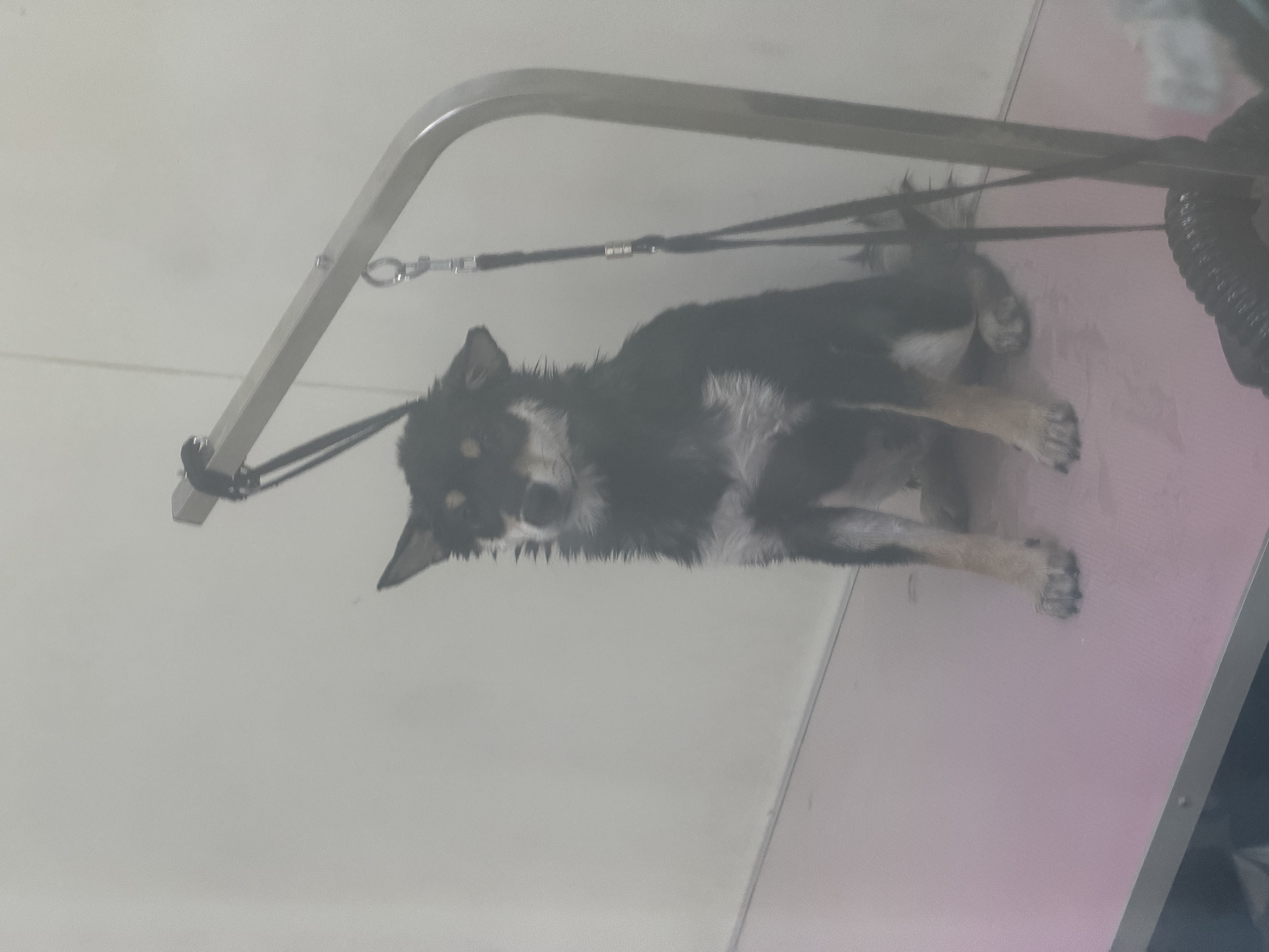 皇家（ROYAL CANIN）幼犬肠道全价处方粮配方粮减轻肠道负担肠胃菌群稳定GIJ29/1.5KG 实拍图