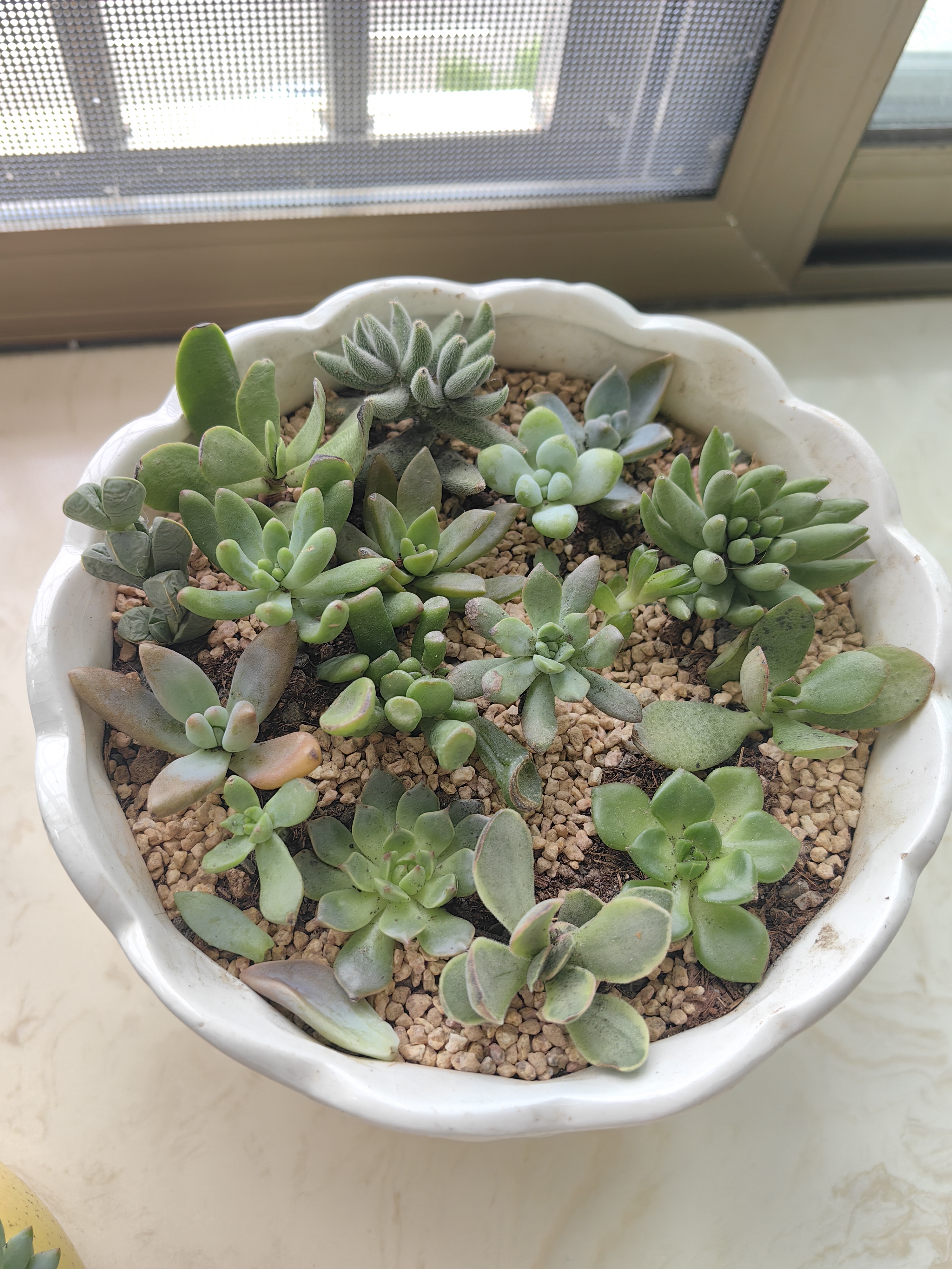 多肉植物组合3-5厘米卷好盆栽耐干旱好养新手基地玉露绿植盆栽 【不重复3-5cm】28棵多肉有玉露 实拍图