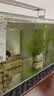 日清丸红饲料热带鱼灯鱼斗鱼孔雀鱼金鱼慈鲷鱼苗B1B2C1S1日本品牌 左下角进店 鱼苗B1饲料（50克） 实拍图