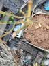 石榴树树苗突尼斯软籽石榴苗盆栽庭院果树特大带土无籽甜石榴树苗 店长推荐：突尼斯软籽石榴5年苗带土带分枝（当年结果 81cm(含)-110cm(含) 实拍图