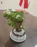 花翁室内客厅多肉绿植物花卉盆栽玉锦金钱木老桩（白莲花盆）源头直发 实拍图