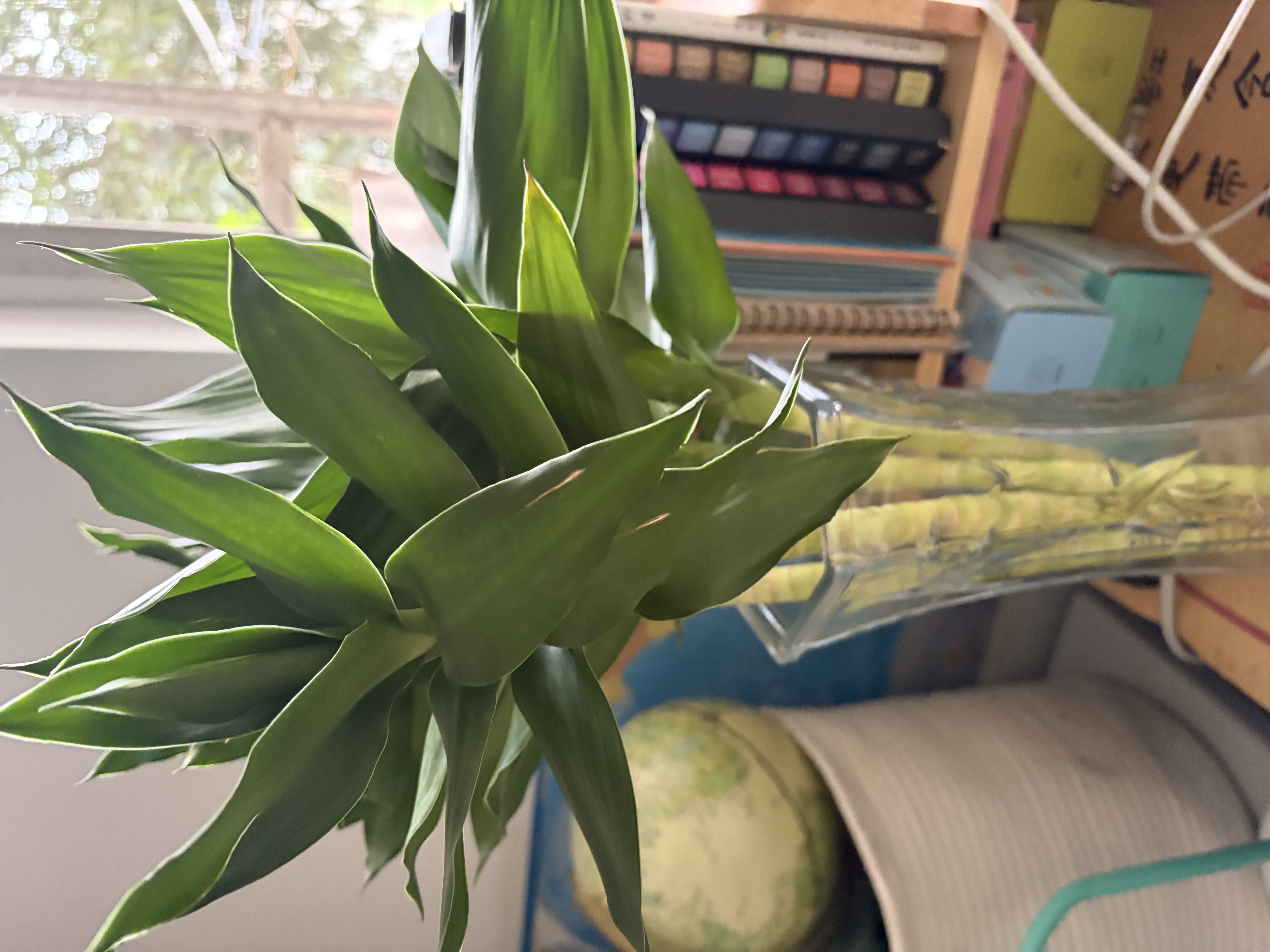 花翁水培绿植物招财转运室内水养花卉盆栽文昌竹4支(50-60cm)源头直发 实拍图
