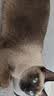 诚实一口P32全价猫粮成猫幼猫室内外低敏轻松蛋白易消化守护肠胃营养1.5kg 实拍图