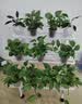 京东绿植绿萝盆栽除甲醛花卉绿植办公室新房净化空气180加仑4盆装源头直发 实拍图