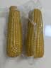 华田禾邦东北黄糯玉米3.52~4斤（220g*8根）新鲜甜黏玉米粒 早餐苞米 实拍图