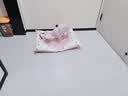 HONEYCARE好命家 好命天生宠物尿垫狗狗尿片8周年纪念系列尿布L码60*90cm 实拍图