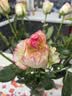 京东鲜花【AB级】艾莎粉玫瑰10枝（60cm+）鲜花束自营源头直发 实拍图
