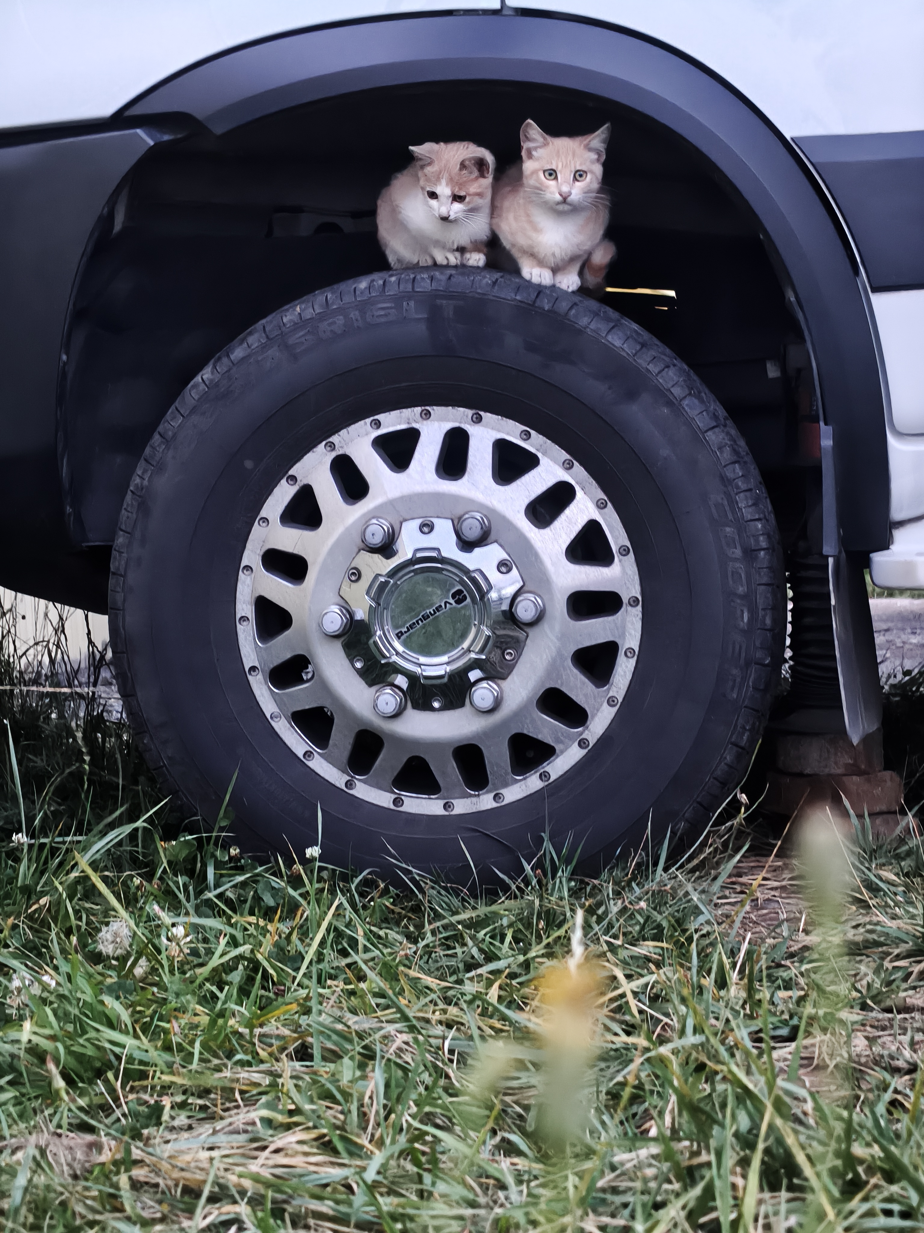 领先成猫尝鲜礼包主食级烘焙猫粮猫条餐盒汤包（新老款随机发货） 实拍图