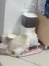 霍曼（Homerun）Real智能自动喂食器猫粮定时猫猫咪自动投食机PF20（不锈钢碗） 实拍图