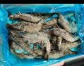 GUO LIAN国联特大号黑虎虾斑节虾无冰盐冻净重2斤20-30只海鲜家宴国庆礼品 实拍图