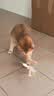阿柴与猫猫玩具逗猫棒猫咪棒长杆羽毛钓幼小猫玩具鱼竿铃铛猫耐玩耐咬神器 实拍图