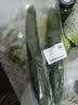 长黄瓜约600g 实拍图