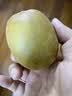 佳沛（zespri）新西兰阳光金奇异果6粒装88-103g猕猴桃水果中秋节礼品送水果礼盒 实拍图
