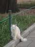 皇家猫粮 成猫猫粮 泌尿道呵护 U31 1岁以上  50g*3 实拍图