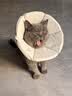 伯纳天纯经典系列通用蓝猫金渐层美短成猫猫粮毛球管理10kg/20斤 实拍图
