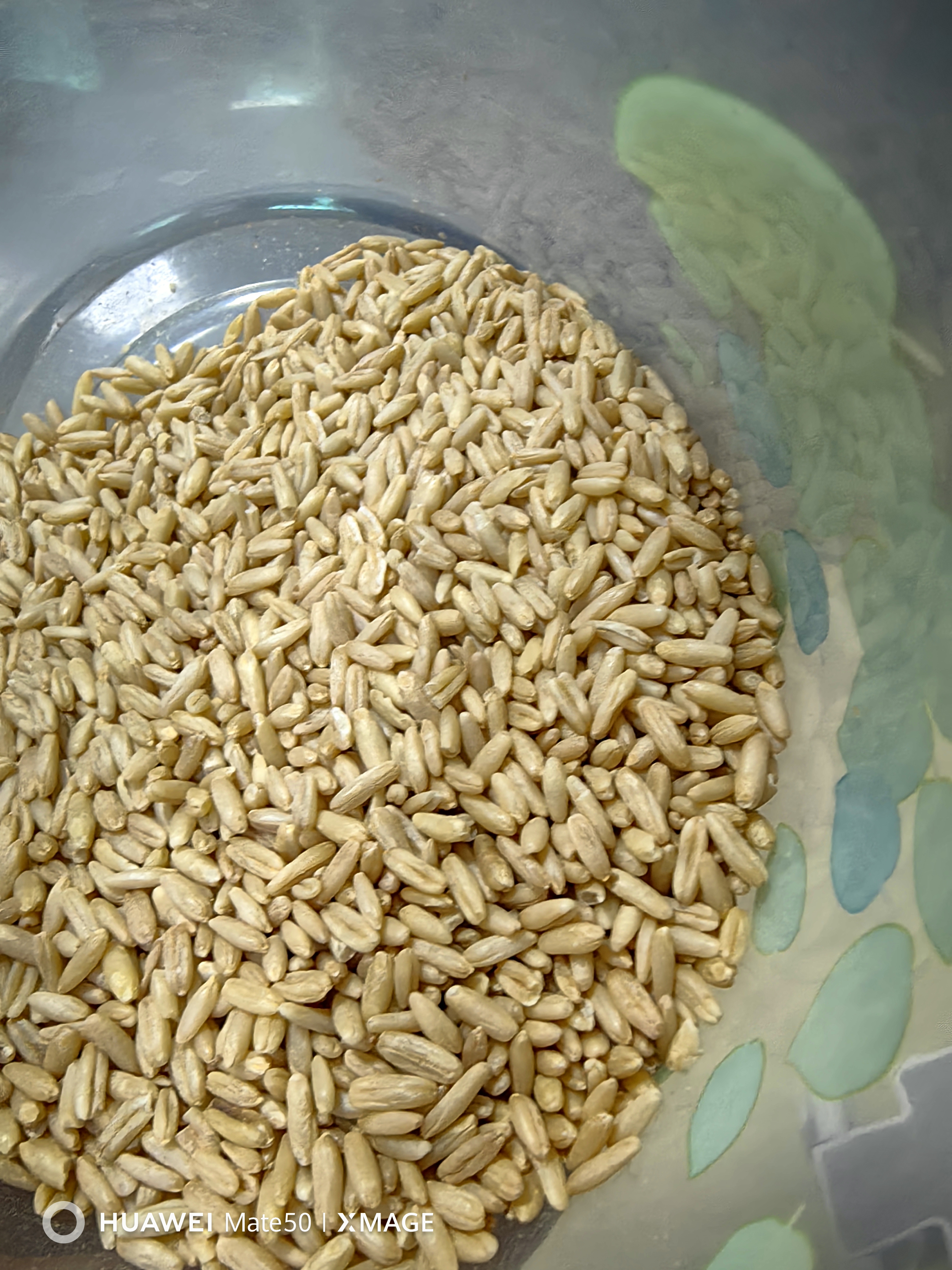 素养生活有机燕麦米1斤 燕麦仁 保留胚芽 燕麦米煮粥 五谷杂粮 粗粮 实拍图