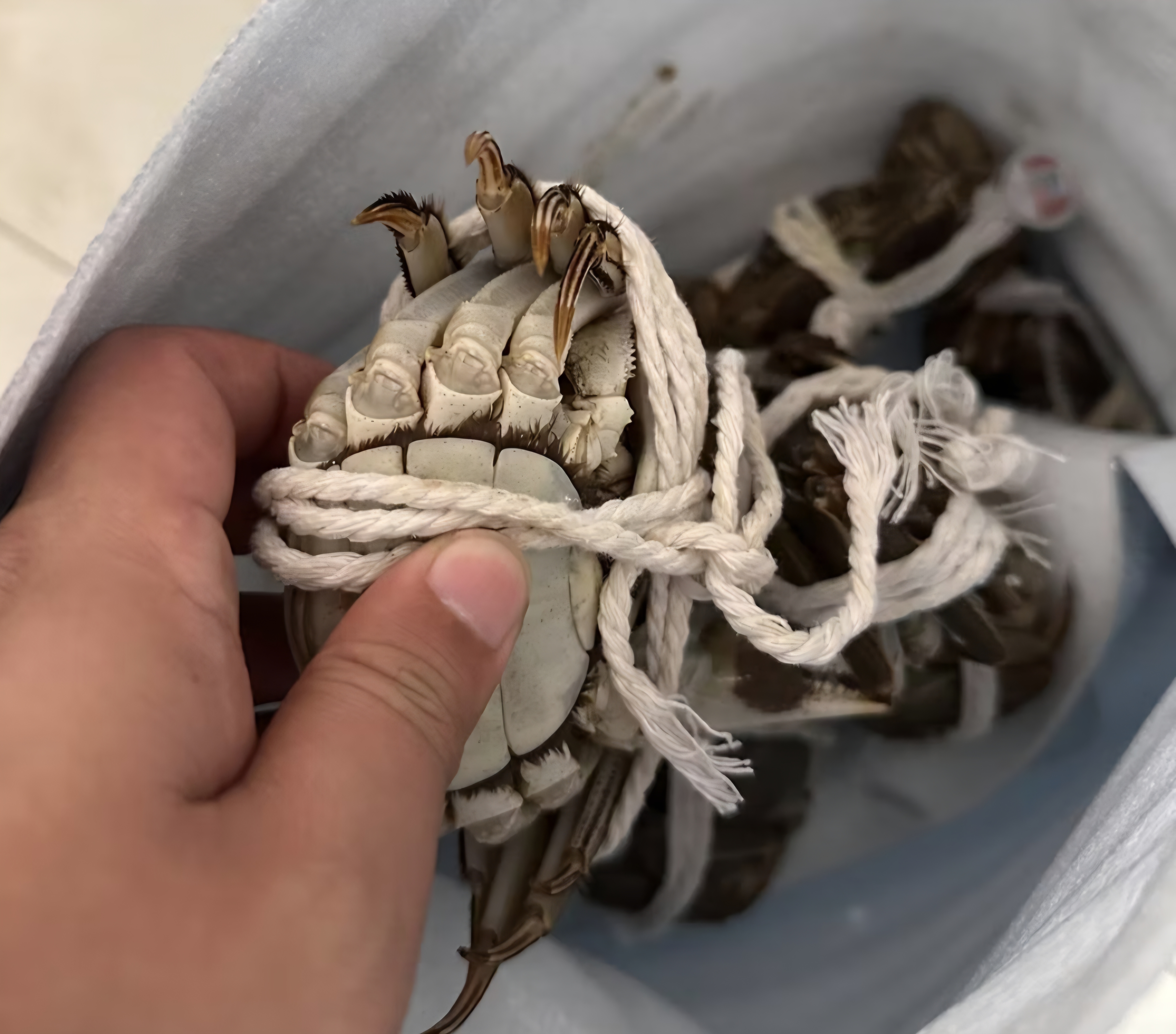 【活蟹】漁家师傅大闸蟹全母4.3-4.6两8只 去绳足重鲜活螃蟹现货生鲜水产礼盒 金秋送礼 实拍图