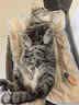 HELLOJOY宠物电热毯防水恒温加热垫狗窝猫窝专用冬天窝猫咪狗狗保暖电褥子 实拍图
