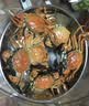 【活蟹】隆上记大闸蟹鲜活现货 全母2.3-2.6两8只 螃蟹鲜活礼盒礼品生鲜河蟹 去绳足重 实拍图