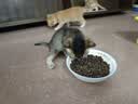 亿迪猫粮全价成猫幼猫冻干全阶段5斤布偶蓝猫英短橘猫通用小包装2.5kg 实拍图
