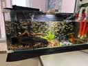 森森（SUNSUN） 鱼缸过滤棉加厚生化棉水族箱过滤器白棉过滤材料 6米长*30cm宽*2cm厚 实拍图