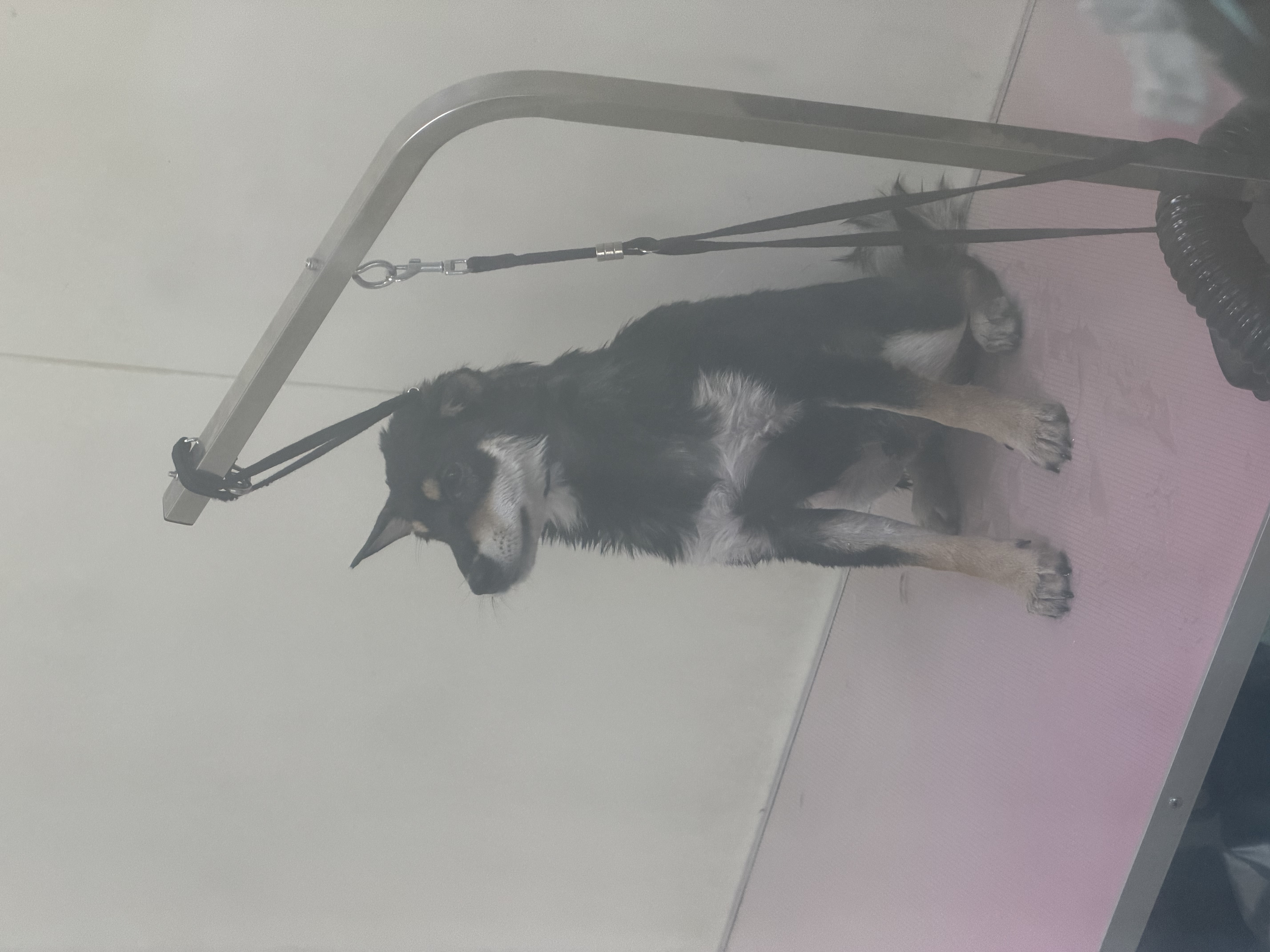 皇家（ROYAL CANIN）幼犬肠道全价处方粮配方粮减轻肠道负担肠胃菌群稳定GIJ29/1.5KG 实拍图