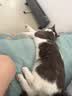 法米娜进口猫粮鲱鱼甜橙南瓜成猫粮5kg 无谷高蛋白美毛 实拍图