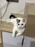 皇家猫粮 幼猫猫粮 幼猫奶糕 K36 通用粮 4-12月 2KG 实拍图