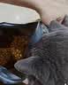 皇家猫粮 成猫猫粮 营养均衡 F32 通用粮 1-7岁 4.5KG 实拍图