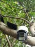 防术太阳能室外监控摄像头360无死角带夜视黑光4g终身免流量无需连wifi无电无网高清手机远程户外 实拍图
