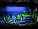 疯狂水草天然贝壳海螺适配小米鱼缸造景水族箱全套布景海星装饰生态摆件 溪流缸造景套餐（适合40-50cm鱼缸） 实拍图