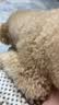 萌宠之星宠物0乳糖羊奶粉400g幼犬奶粉猫咪羊奶粉狗狗奶粉犬猫通用 实拍图