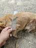USPET宠物猫咪狗狗排梳猫梳子宠物去浮毛开结钢梳布偶长毛猫专用猫毛梳 实拍图
