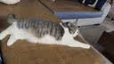 福丸自然空气钠基矿砂猫砂除臭香味抑菌低尘 轻盈海风4.5kg*2 实拍图