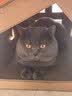 海洋之星低温烘焙猫粮真鲜肉幼猫成猫粮1kg（九珍草莓鸡肉配方） 实拍图