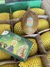 佳沛（zespri）新西兰金奇异果12粒特大果124-146g猕猴桃中秋节礼品送水果礼盒 实拍图