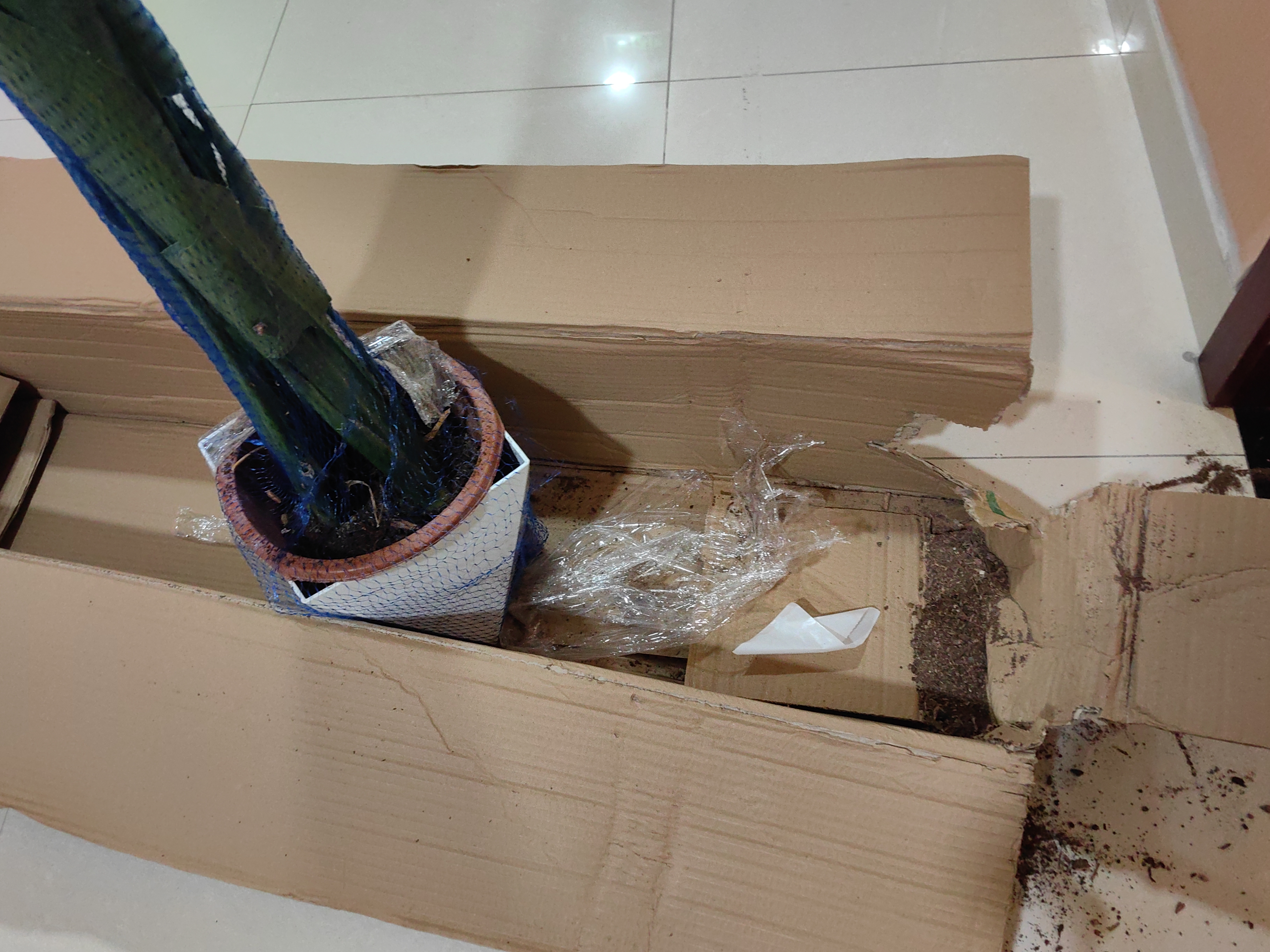 植男植女天堂鸟盆栽客厅室内好养大型落地真绿植办公室植物鹤望兰源头直发 实拍图