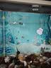 疯狂水草孔雀鱼活体水族宠物观赏鱼冷水耐活小型热带鱼淡水鱼苗 【3CM左右】精品孔雀鱼A 共8条 实拍图